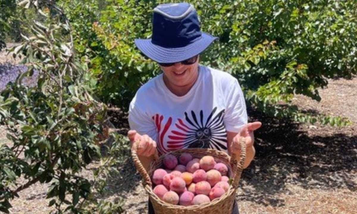 Harvesting a bushel of plums and learning Fat Lip Integrity