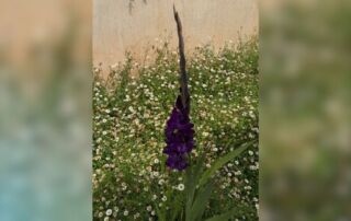 Random Gladness and Gladioli