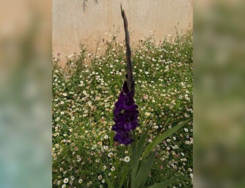 Random Gladness and Gladioli: Surprising sprouts, mindful mutts and musings on spring
