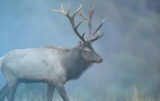 Standing in Awe of a Majestic Elk