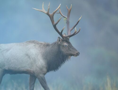 Standing in Awe: This wonderful emotion inspires peace, connection and creativity