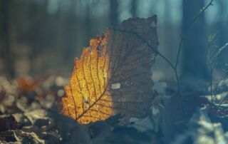 Solace in the Seasons