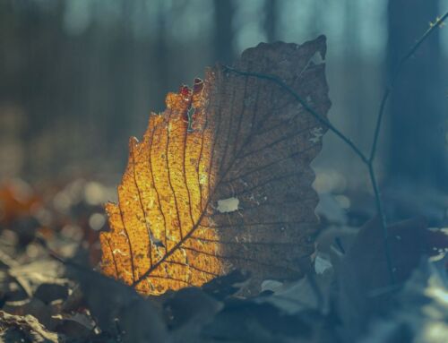 Solace in the Seasons: Stuck in a World of Worry? Fall Into Gratitude!