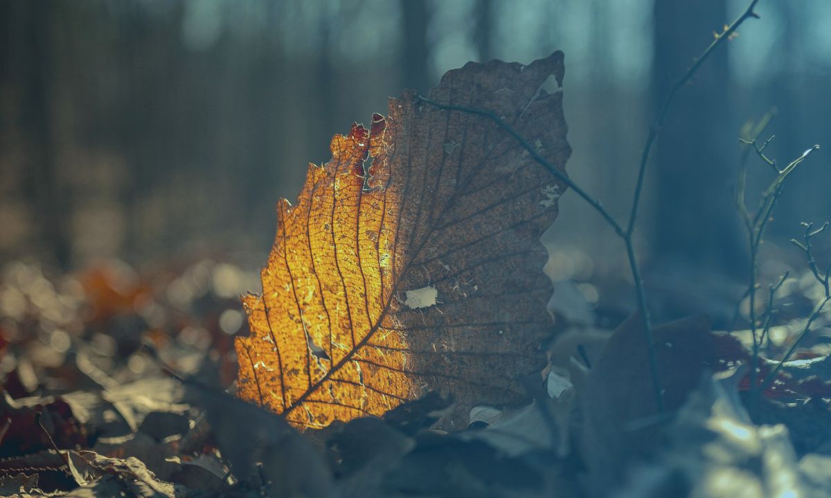 Solace in the Seasons